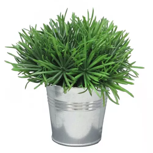 Sprengeri in bucket 15 cm (S)