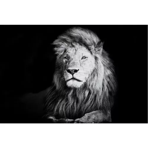 Lion Alu brush 180x120x2cm