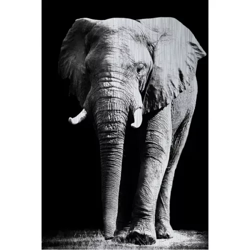 Elephant Alubrush 120x180x2cm