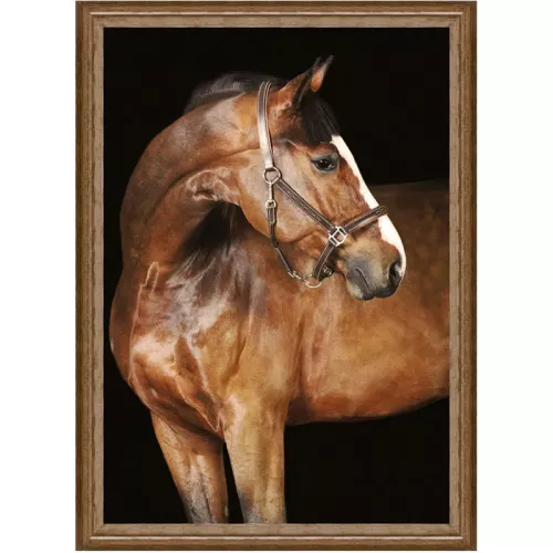 Brown horse 1 60x80x3cm