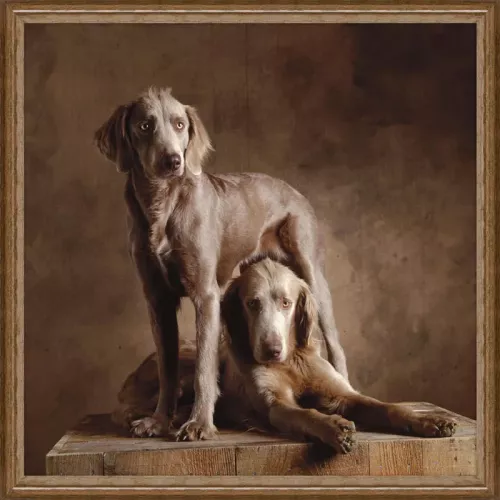 Long-haired Weimaraners 100x100x3cm