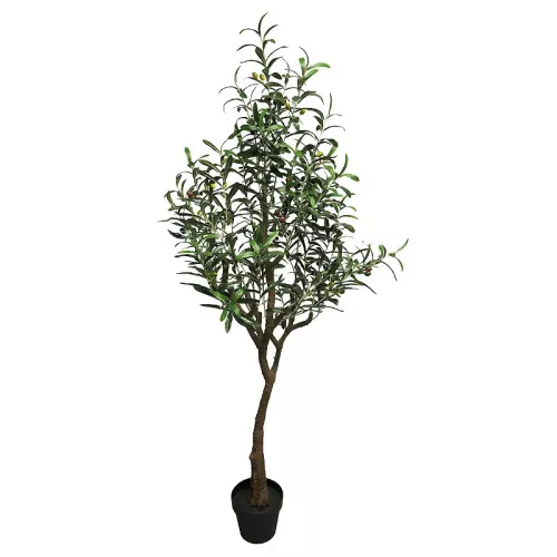 Olive Tree Charlotte 150x40x20cm