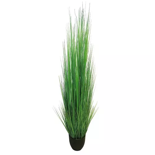 King Festuca In Pot 40x30x180cm