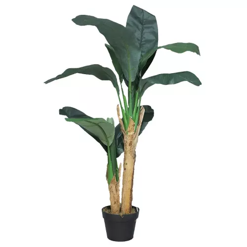 Banana Tree In Pot 120x60x50cm